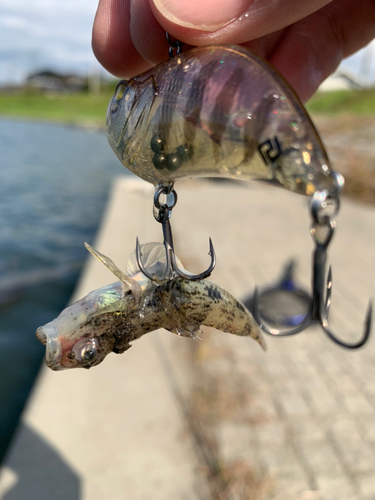 ハゼの釣果