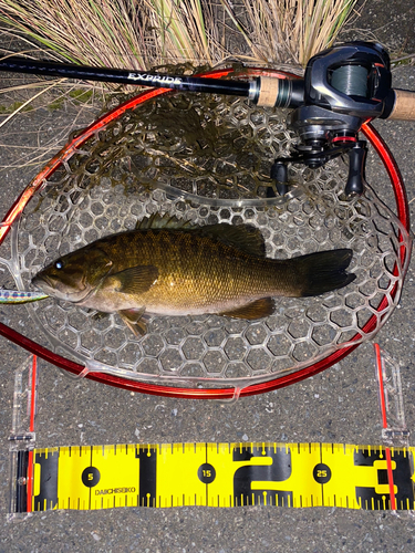 スモールマウスバスの釣果