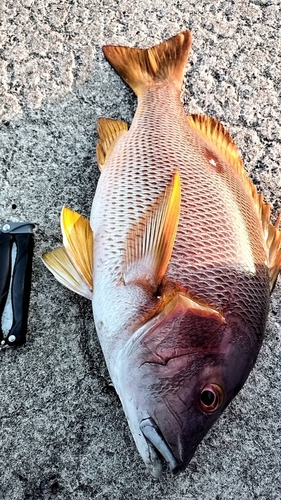 シブダイの釣果