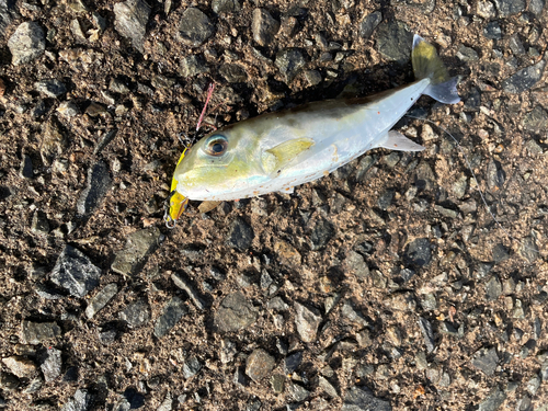 シロサバフグの釣果