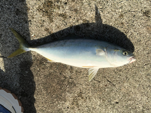 ヤズの釣果