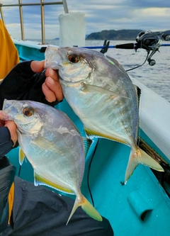 カイワリの釣果