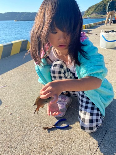 ネンブツダイの釣果