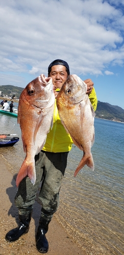 マダイの釣果