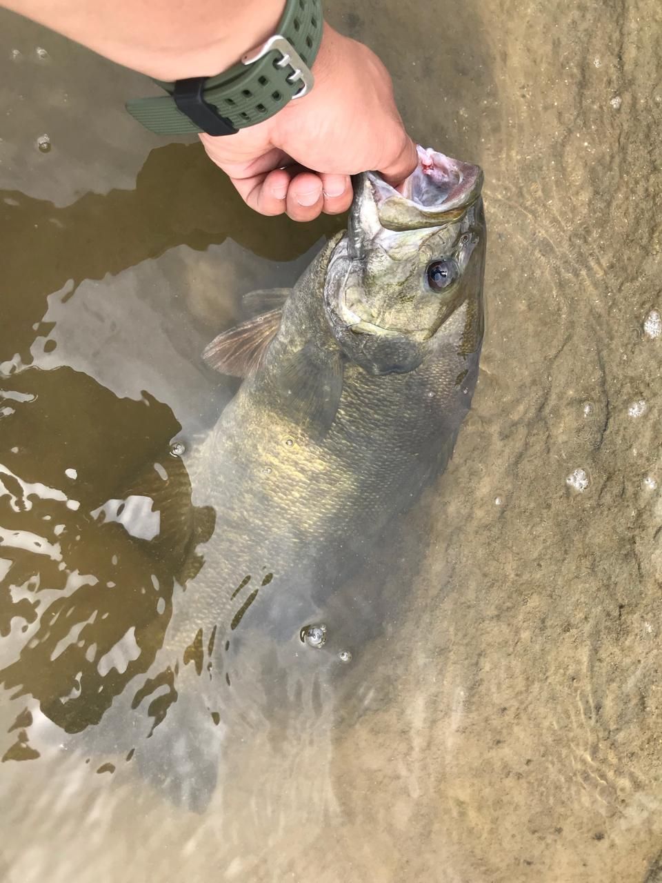 スモールマウスバス