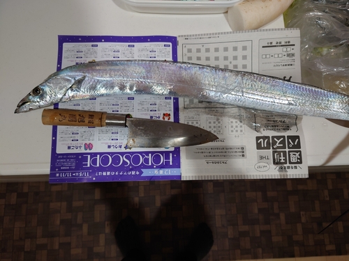 タチウオの釣果