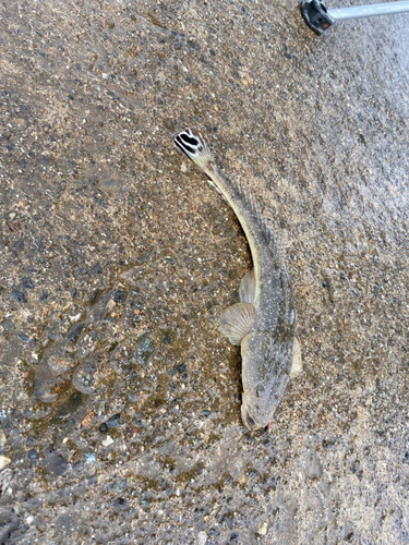 コチの釣果