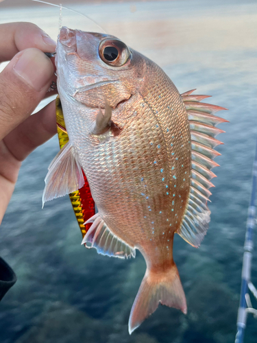 マダイの釣果