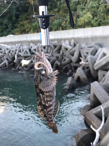 アイナメの釣果