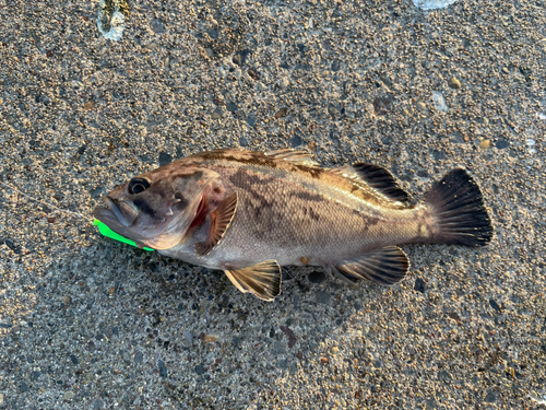 クロソイの釣果