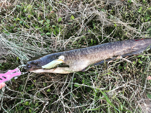 マナマズの釣果