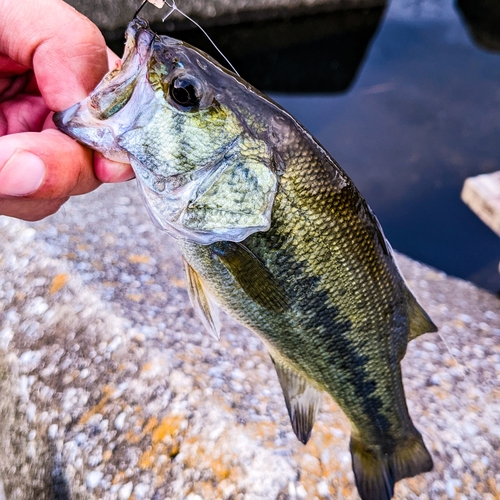 ラージマウスバスの釣果