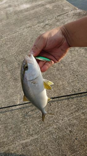 カンパチの釣果