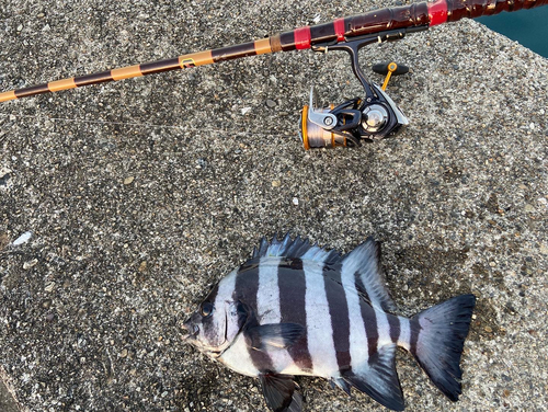 サンバソウの釣果