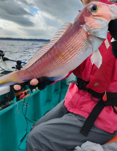 アマダイの釣果