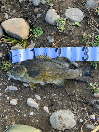 スモールマウスバスの釣果