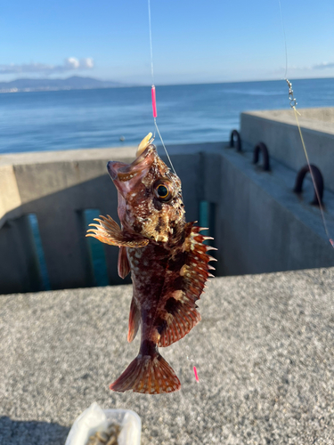 ガシラの釣果