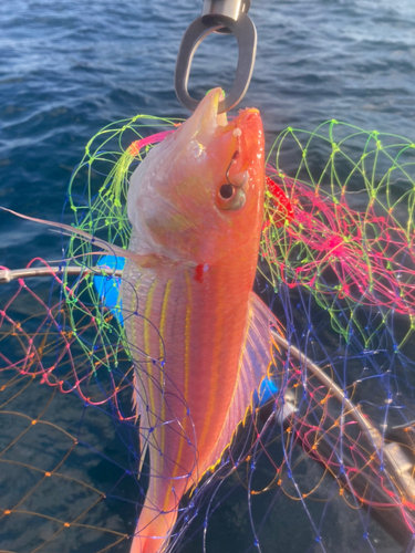 イトヨリダイの釣果