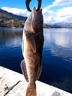 アイナメの釣果