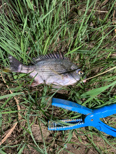 キビレの釣果