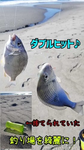 ヘダイの釣果