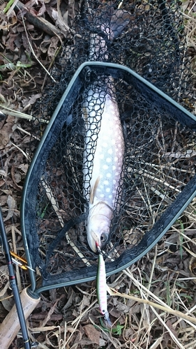 アメマスの釣果