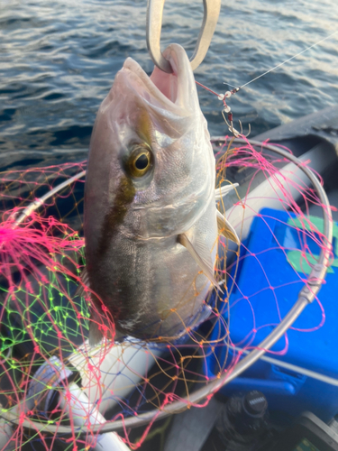 ショゴの釣果