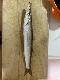 カマスの釣果