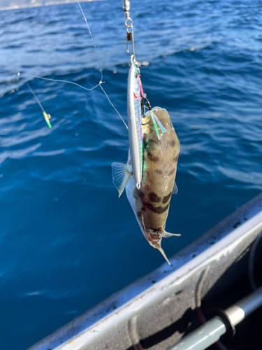 シロサバフグの釣果