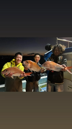 マダイの釣果