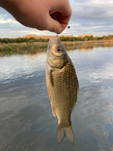 フナの釣果