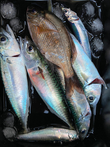 サバの釣果