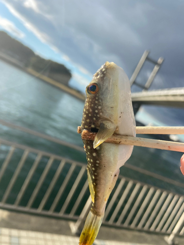 クサフグの釣果