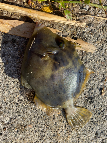 カワハギの釣果