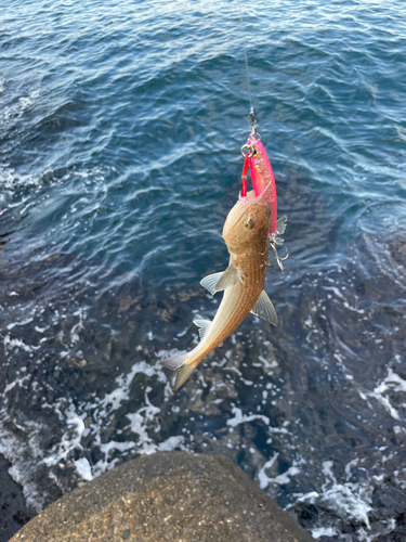 エソの釣果