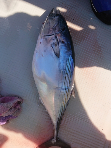 カツオの釣果