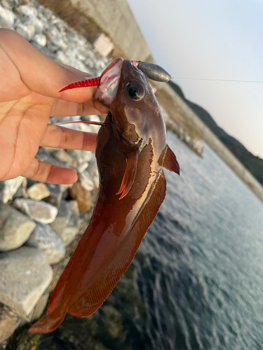 ドンコの釣果