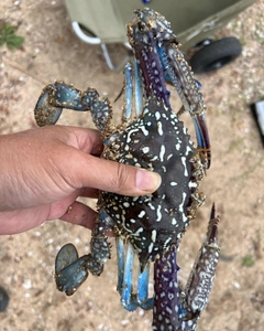 タイワンガザミの釣果