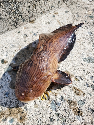 クサウオの釣果