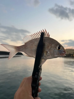 チャリコの釣果