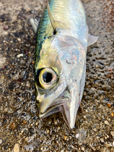 サバの釣果