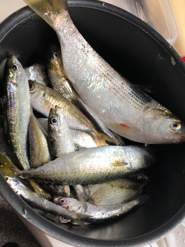 カタクチイワシの釣果