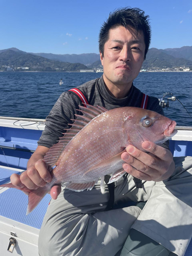 マダイの釣果