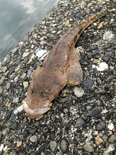 マゴチの釣果