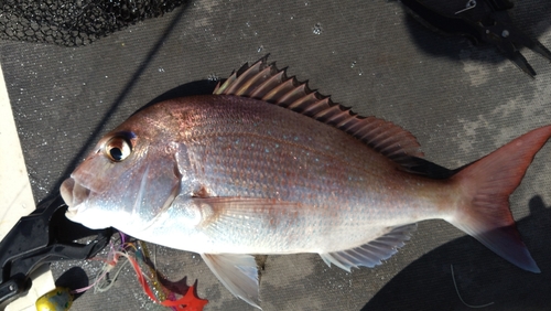 マダイの釣果