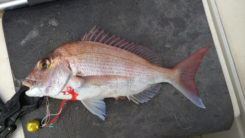 マダイの釣果