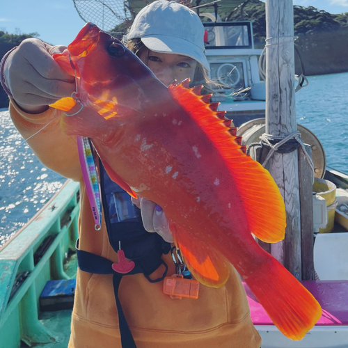 アカハタの釣果