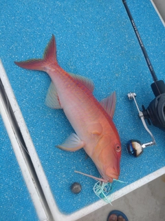 マルクチヒメジの釣果