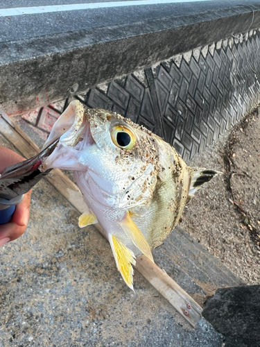 クワガナーの釣果