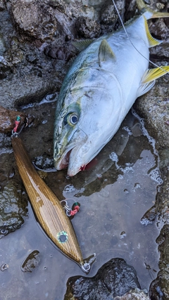 フクラギの釣果